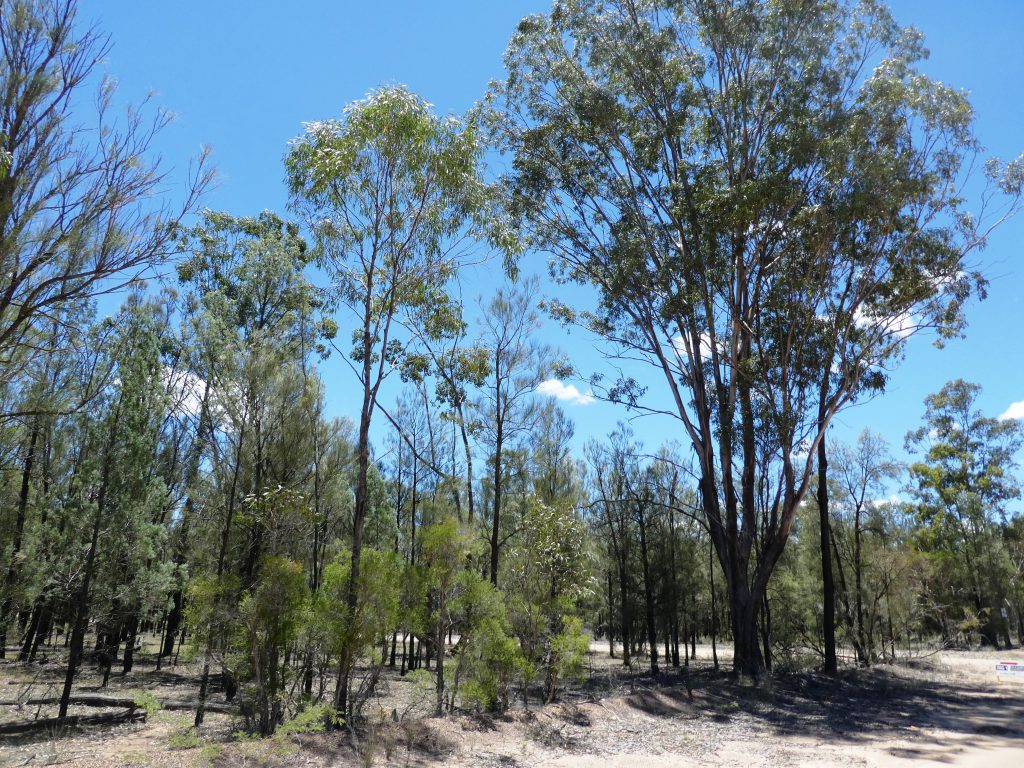 Among the gum trees – Triton Properties